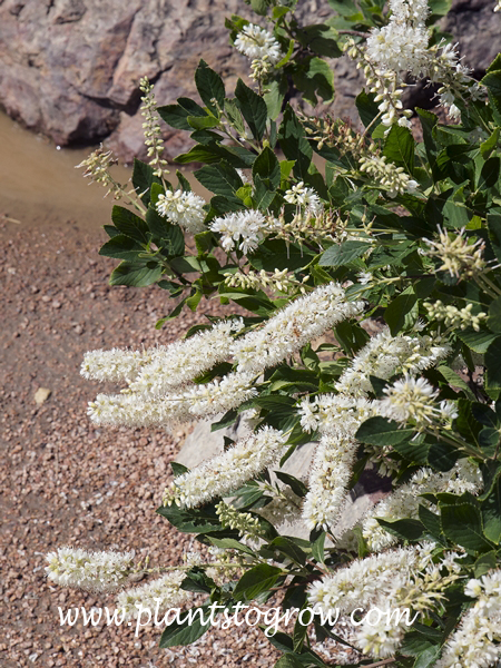 Vanilla Spice Clethra (Clethera alnifolia)
